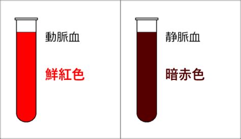 鮮紅色 暗赤色